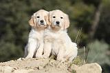 GOLDEN RETRIEVER 535